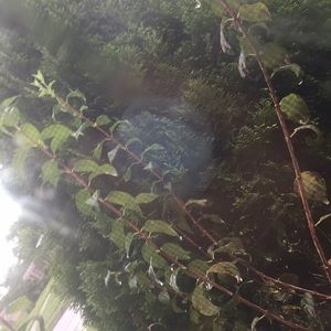 Meet your Posher, Yari